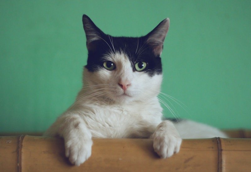 Chat noir et blanc aux yeux verts accoudé à un meuble en bambou