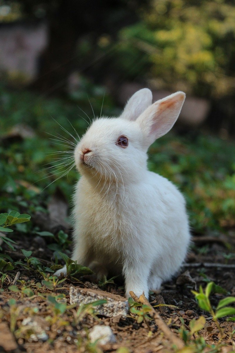 Lapin blanc assis dans l'herbe