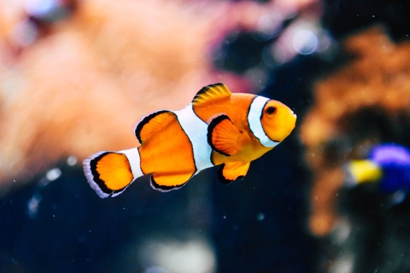 Poisson-clown orange et blanc nageant dans un aquarium récifal