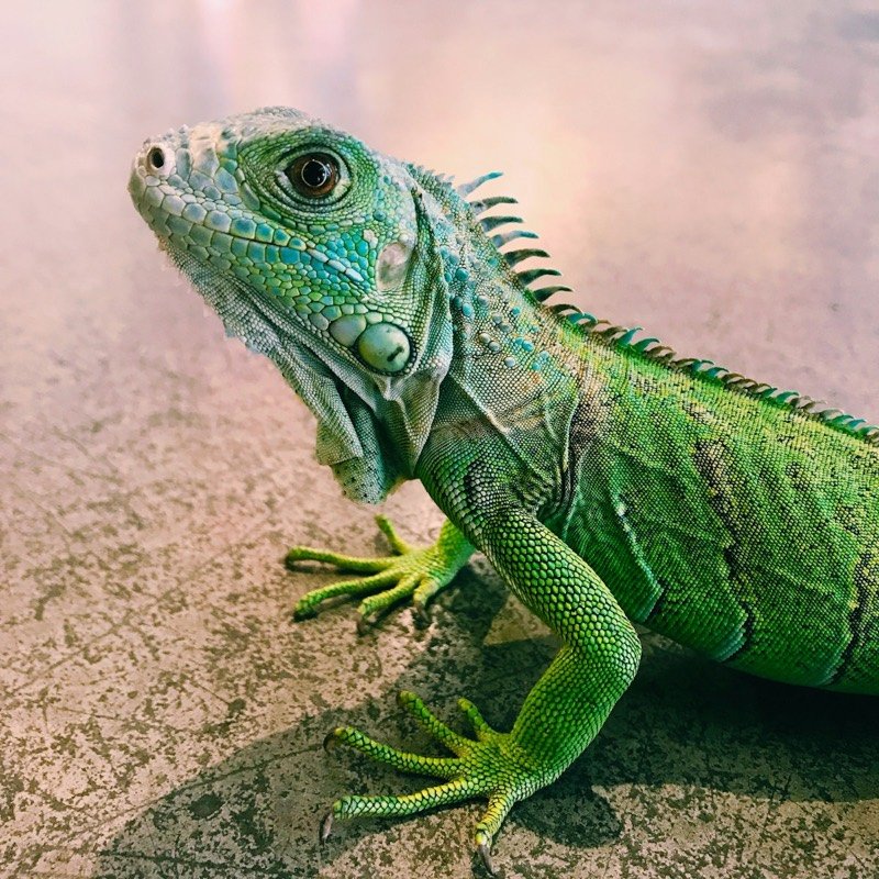 Iguane vert vif vu de profil